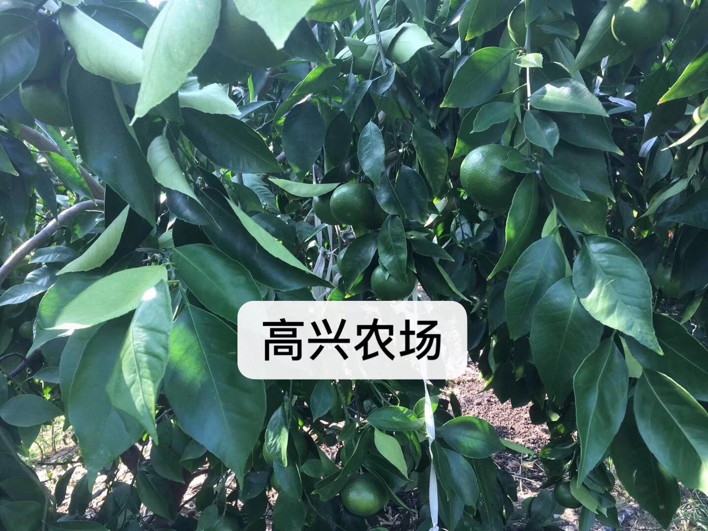宁波市优质黄美人柑橘苗 象黄美人枝条厂家