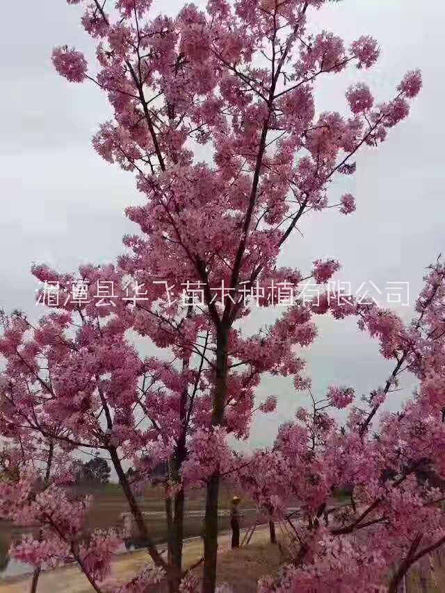 樱花贵州樱花种植技术-各种规格树苗批发-价格-基地
