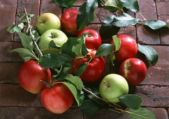 矮化苹果苗-苗木价格-批发-报价-基地  矮化苹果苗矮化苹果苗