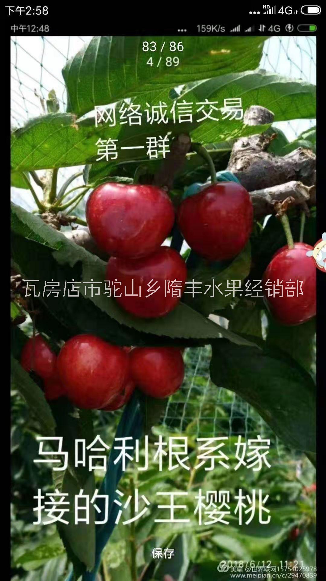 哈尔滨市批发新鲜沙王樱桃 沙王樱桃批发商 大量种植大樱桃