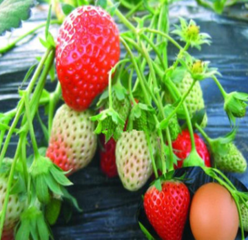 草莓苗价格供应图片