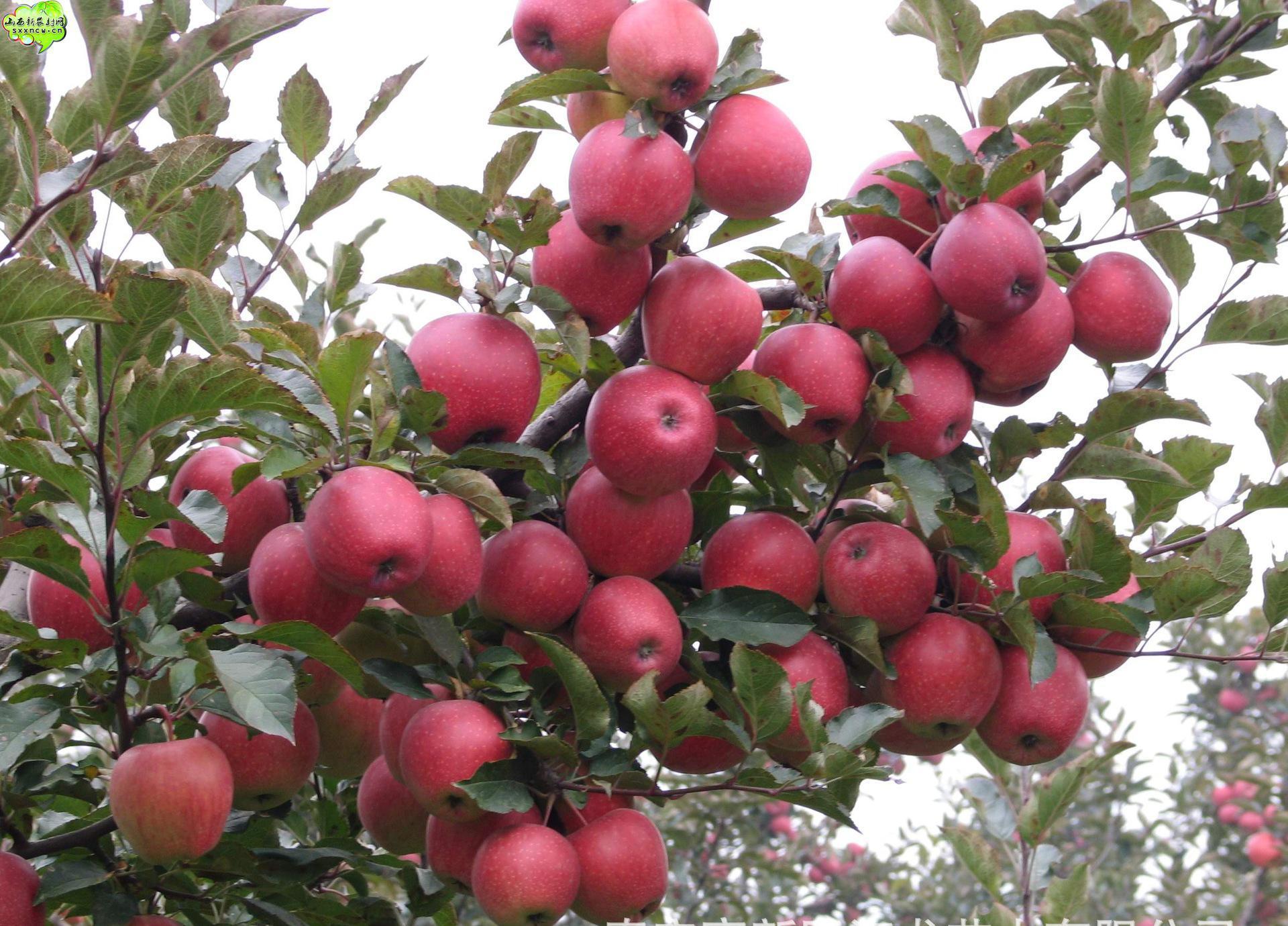 苹果苗批发 优质苹果苗 中熟苹果苗 晚熟苹果苗 丰产中秋王苹果树苗图片