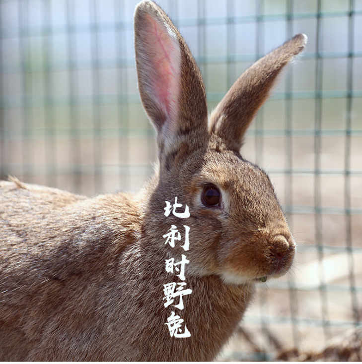 济宁市种兔野兔养殖厂家种兔野兔养殖 免费技术主持包回收【山东轩宁珍禽养殖有限公司】