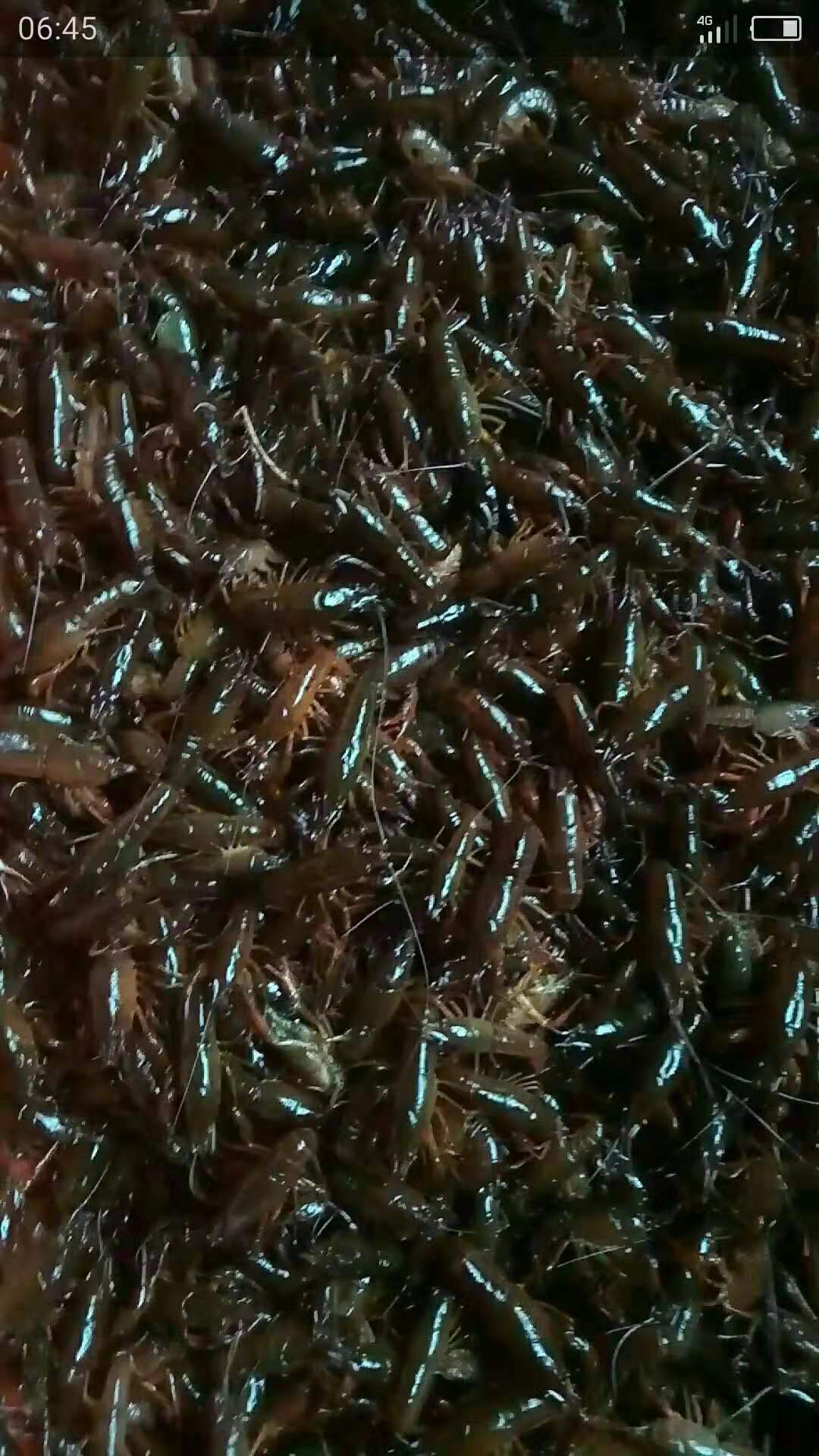 小龙虾苗|温州小龙虾苗养殖场|宁波水产小龙虾