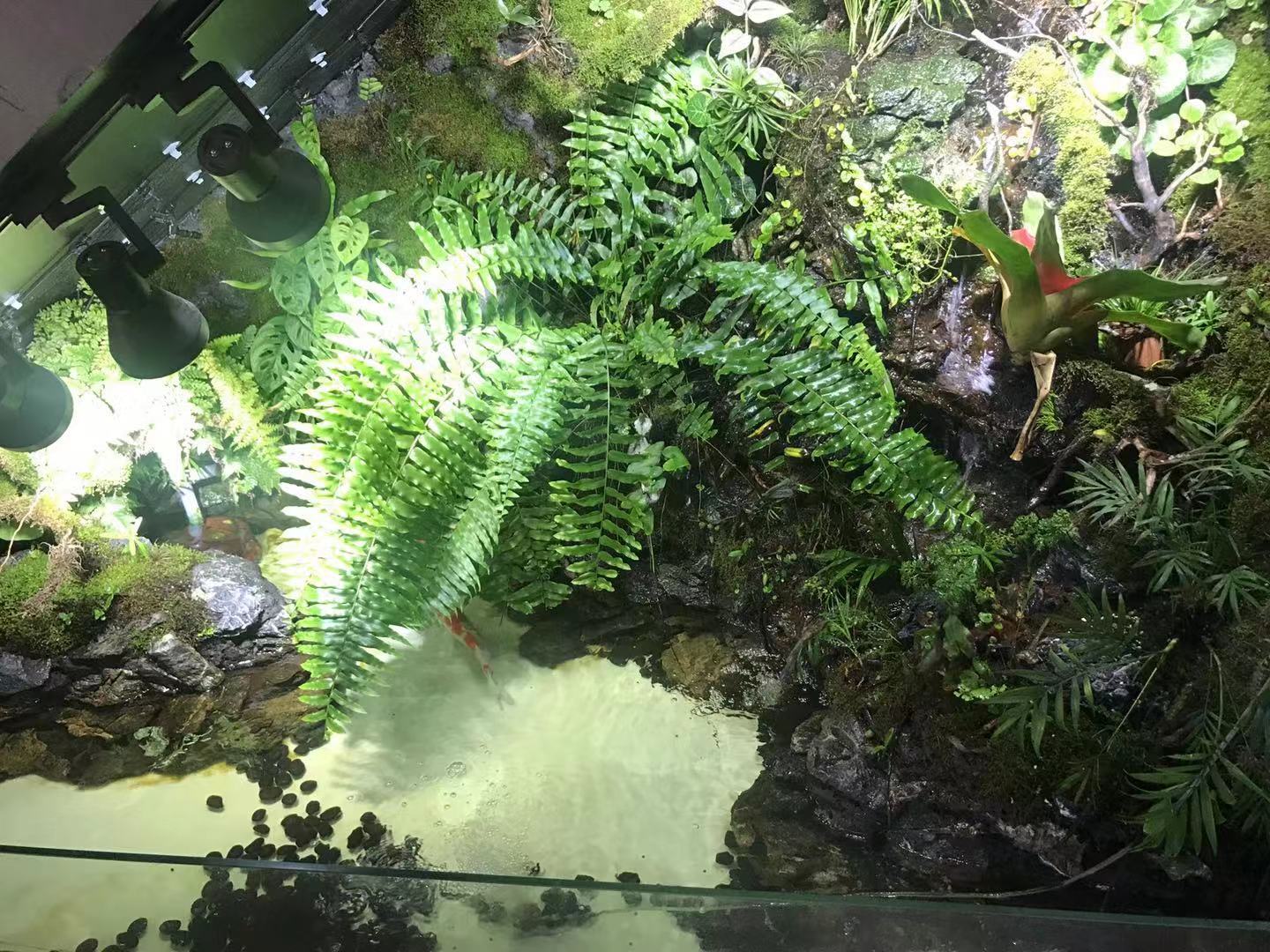 生态缸 雨林缸造景 热带植物缸批发