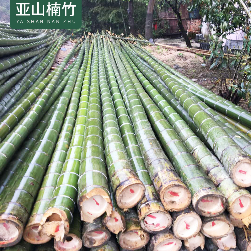 咸宁市楠竹厂家优质3到5年楠竹基地供应价格
