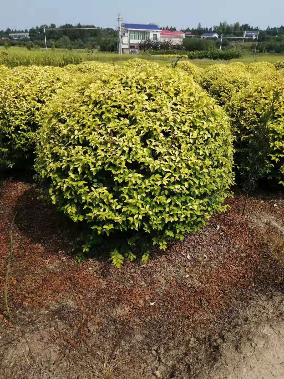 湖南金冠女贞球种植基地 金冠女贞球种植方法 金冠女贞球批发价格