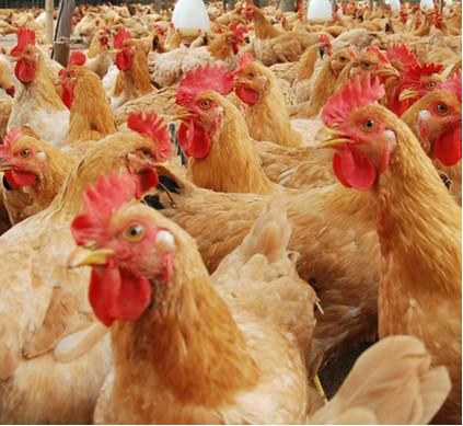 草鸡专业养殖草鸡基地 玉林市本地鸡价格 养殖技术 正宗土鸡价格