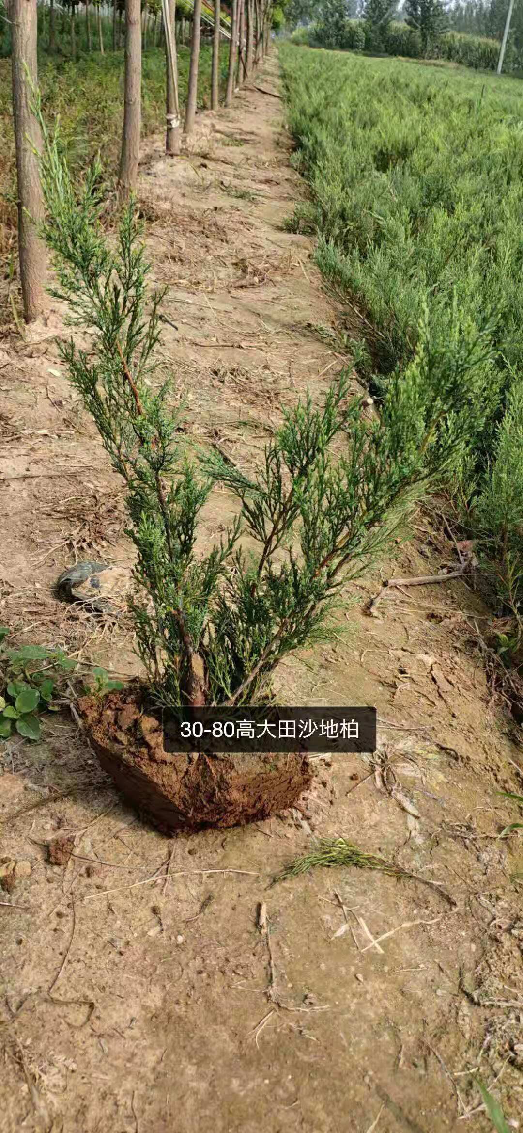 河北沙地柏种植基地/沙地柏批发报价/各种规格沙地柏直销/沙地柏现货供应