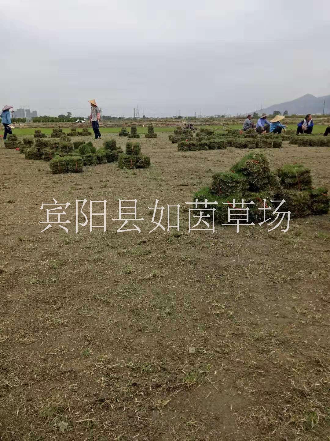 云南省马尼拉草坪基地-批发-报价-多少钱
