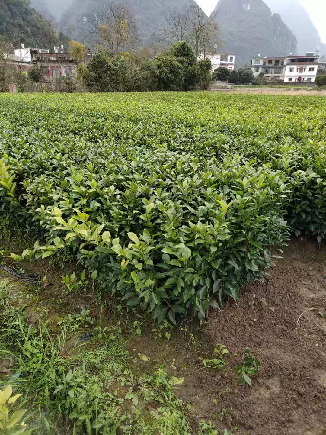 桂林市沃柑苗种植基地 直销 批发价格