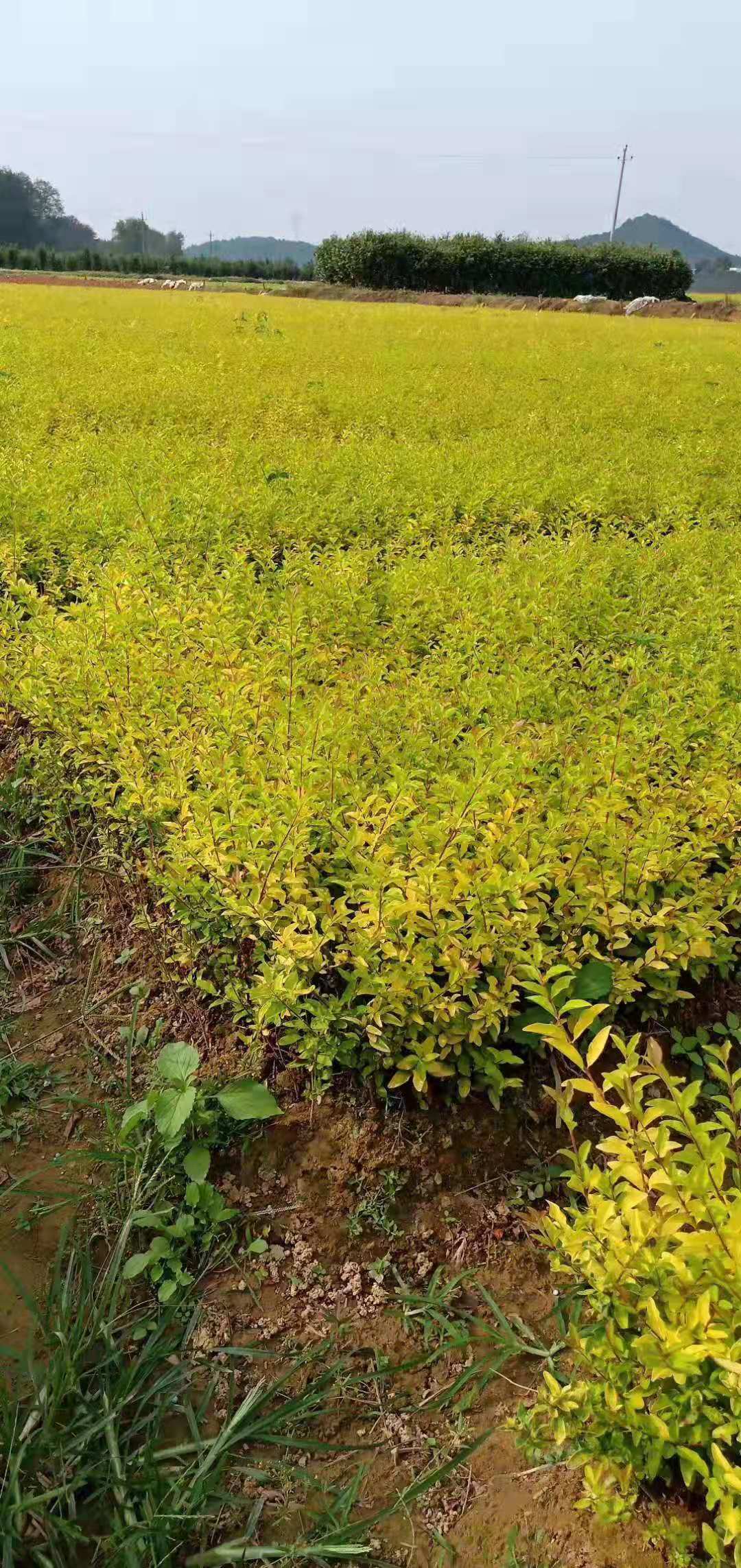 长沙市金冠女贞球厂家湖南金冠女贞球种植基地 金冠女贞球种植方法 金冠女贞球批发价格