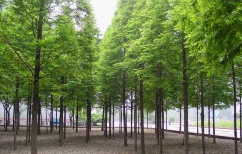南京市水杉批发 供应各种工程绿化树苗 水杉多少钱一棵