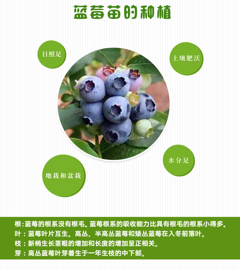 山东蓝莓苗批发价格、泰安蓝莓苗哪里便宜、泰安蓝莓苗多少钱图片