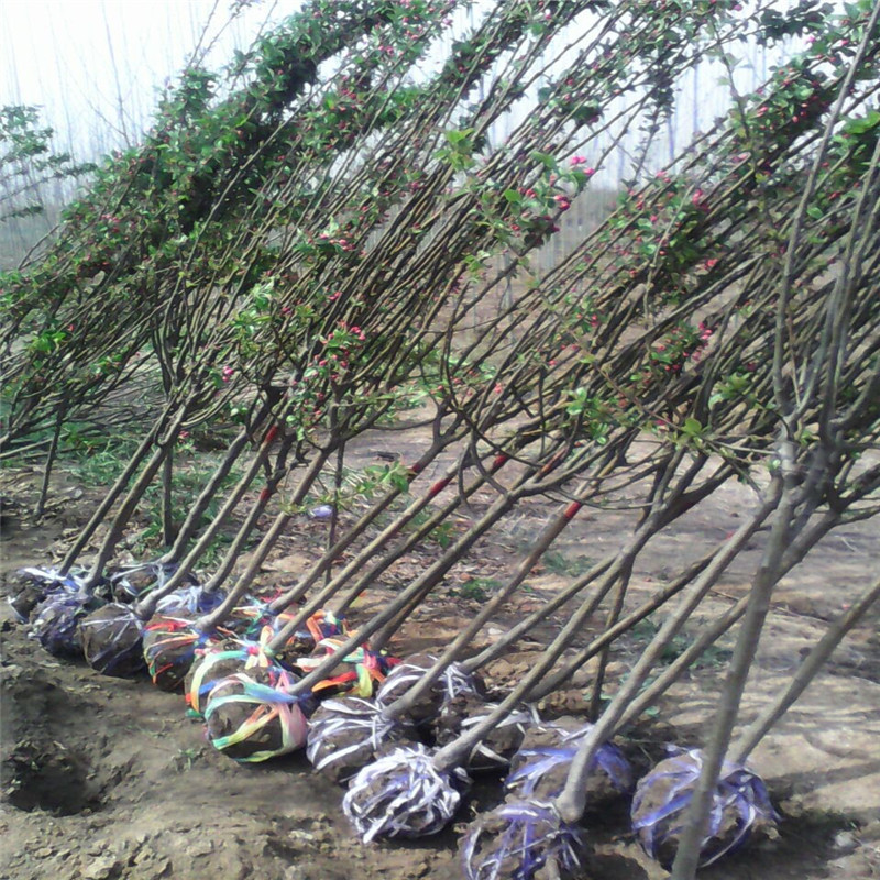 山东泰安海棠树种植基地批发价格