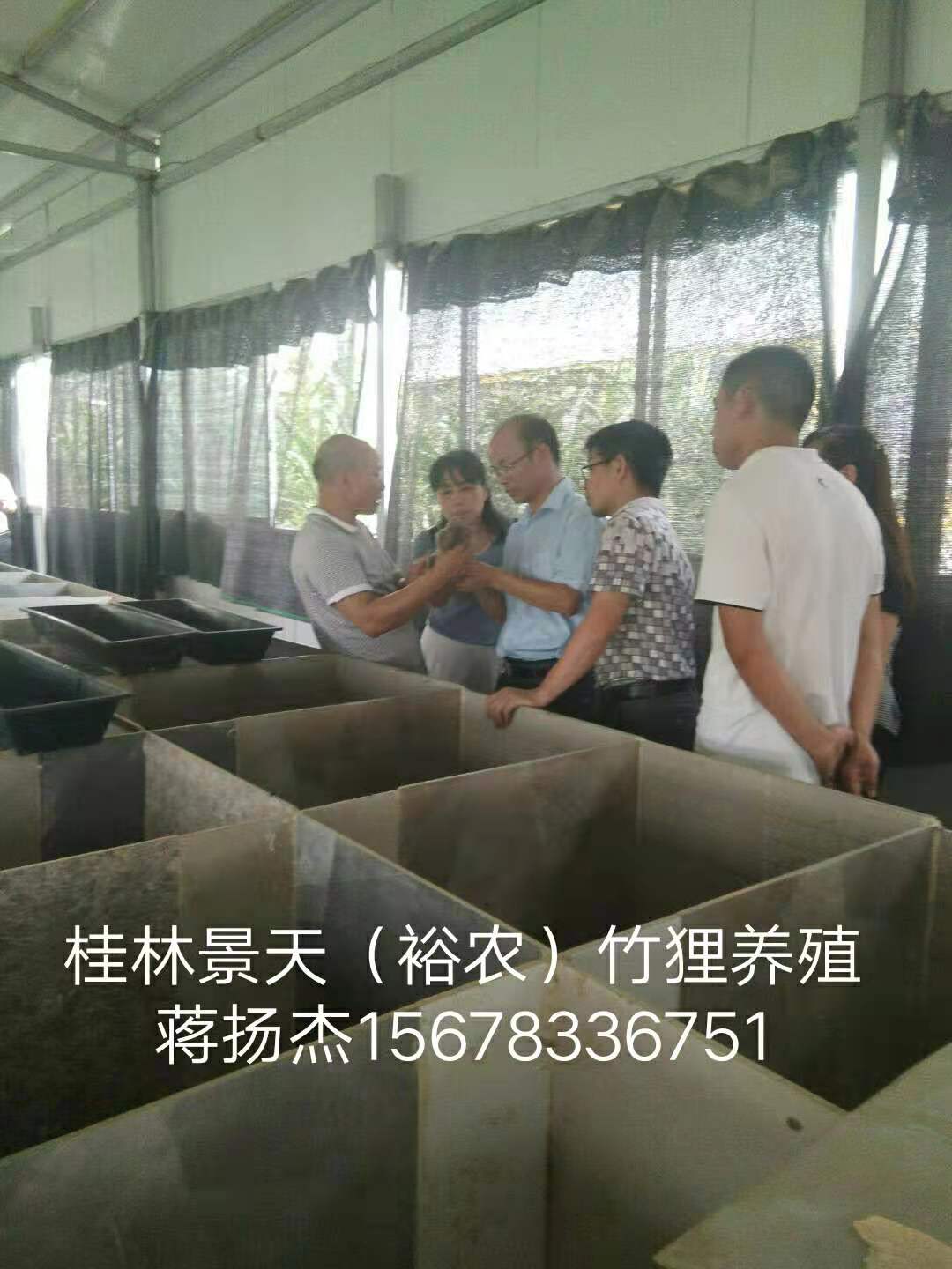 竹鼠养殖专业合作社-广西桂林竹鼠养殖交流