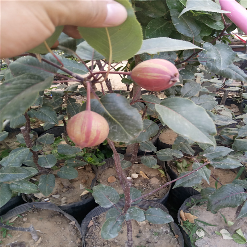 特色红梨树苗特色红梨树苗品种 新品种红梨树苗哪里有 好吃的红梨树