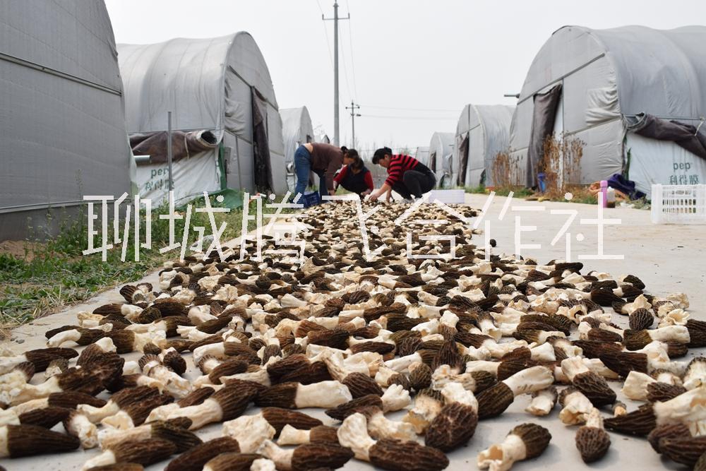 【真不错】济南鸡枞菌 鸡枞菌价格-聊城江北水城旅游度假区腾飞蔬菜种植合作社