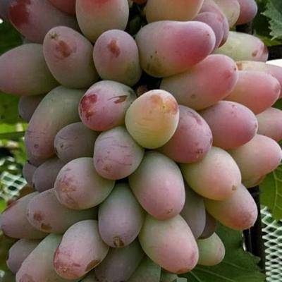吉林出售郁金香葡萄苗 酿酒葡萄苗 占地葡萄苗 建园葡萄苗