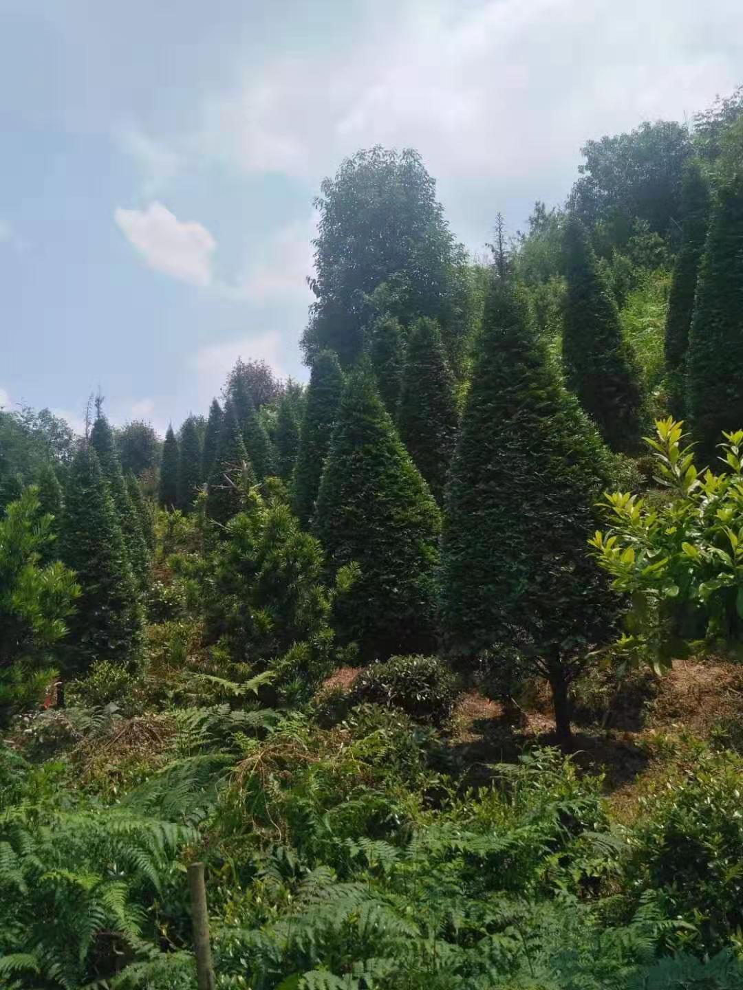 福建漳州1--20公分红豆杉大树专业培育 高存活率图片