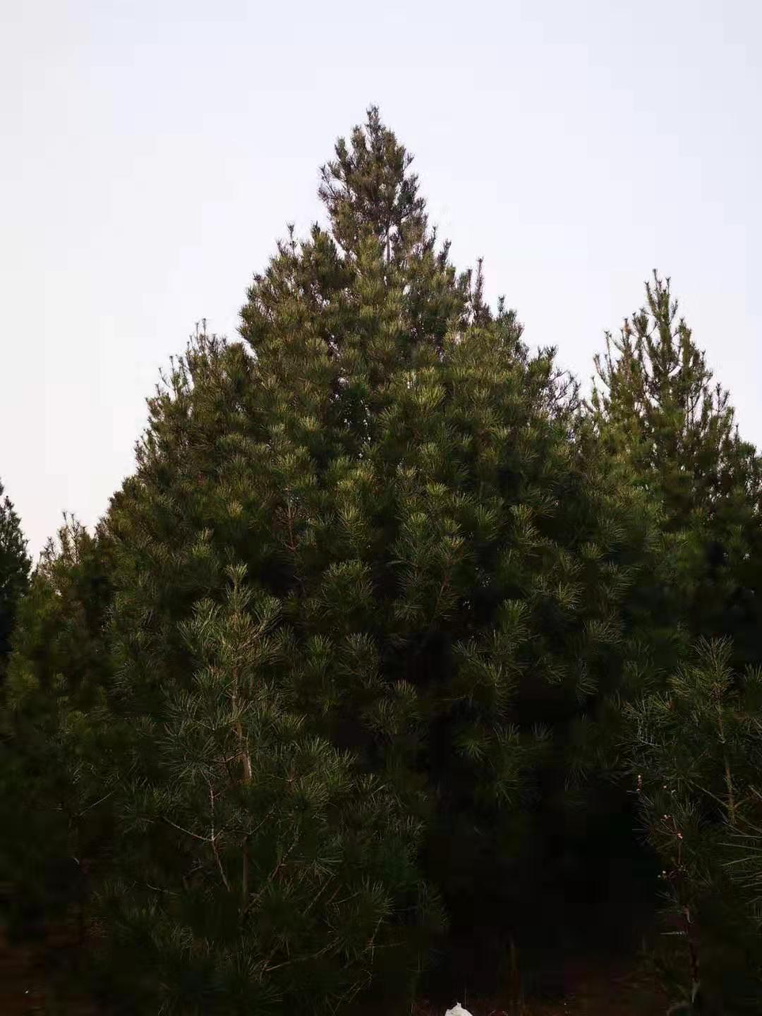 5米白皮松一级树多少钱一颗价格_报价_价钱【蓝田县绿林白皮松基地】