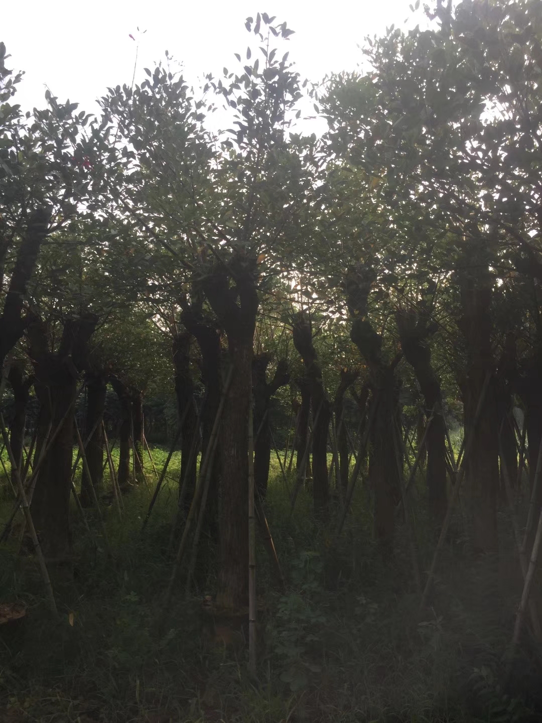 福建漳州米径10公分鸡冠刺桐基地 哪里有种植批发基地 哪里有卖 多少钱一棵