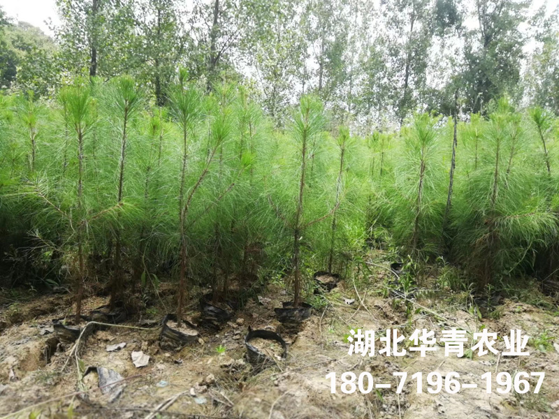 湿地松容器苗批发-湖北华青农业湿地松基地图片