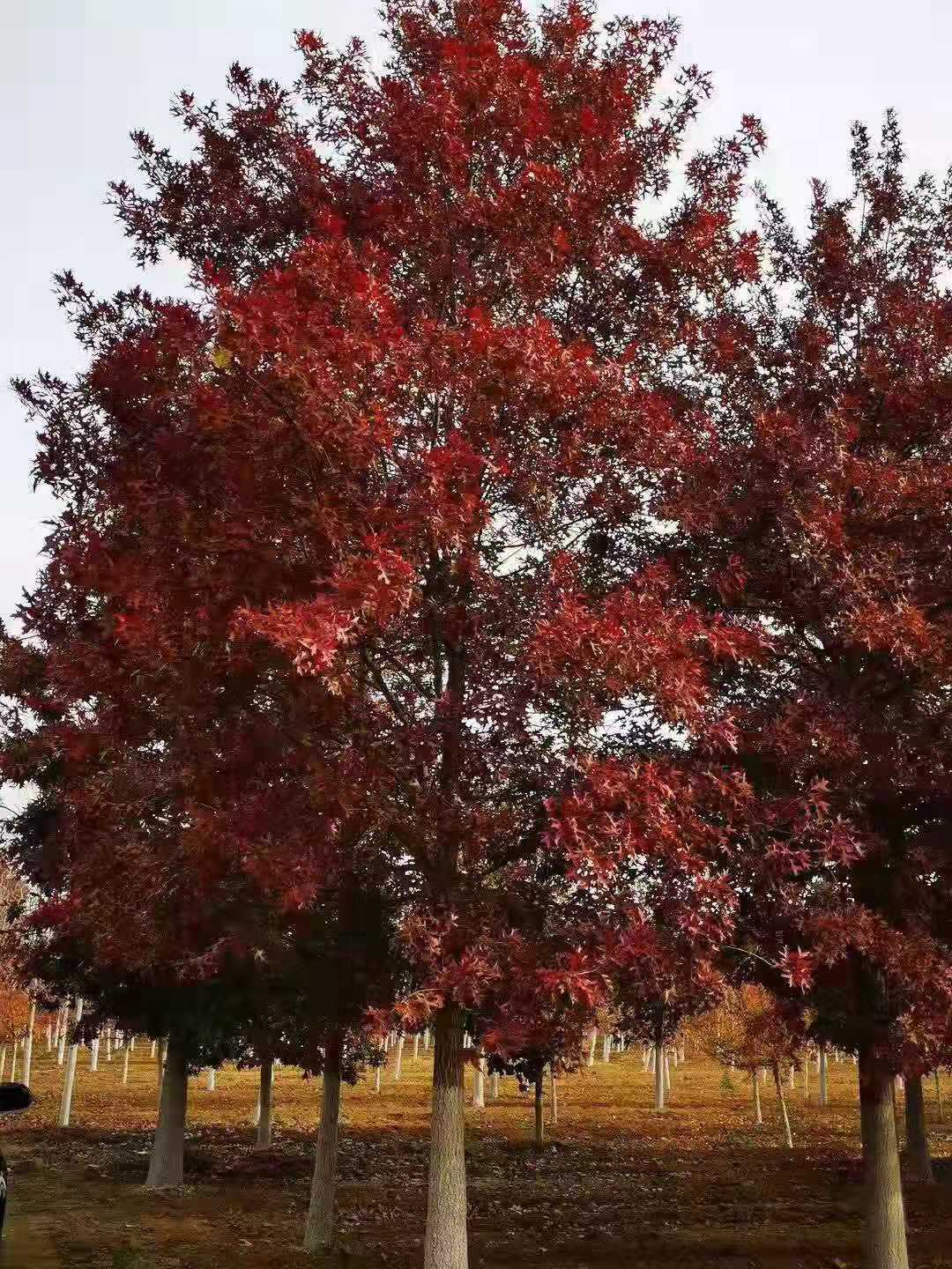 邛崃市景观猩红栎批发基地  猩红栎品种价格