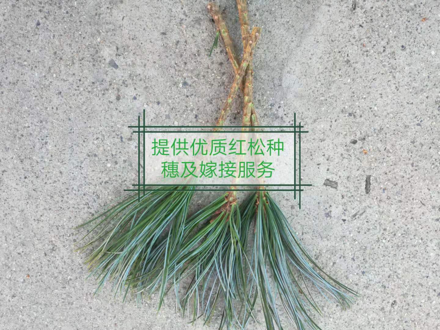 黑龙江哈尔滨35-60cm红松种穗嫁接专业培育基地