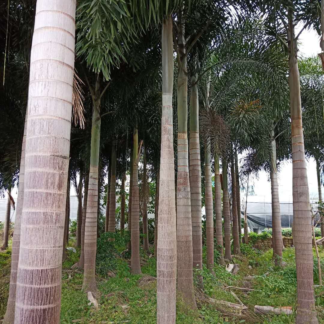 漳州狐尾椰子苗圃种植基地