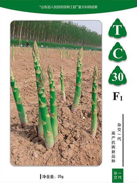 TC30f1芦笋种子@山东曹县芦笋种子生产基地