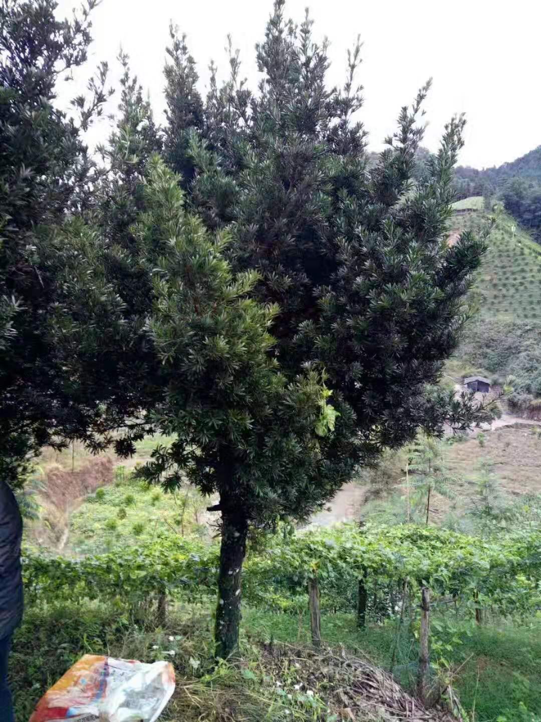 桂林市广西桂林兴安柚子树厂家广西桂林兴安柚子树-柚子树优质供应-大量供应柚子树-培养种植基地地销