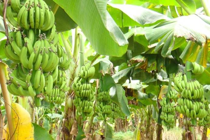供应广西香蕉苗基地 粉蕉苗产区  玉林西贡蕉苗 芭蕉苗价格