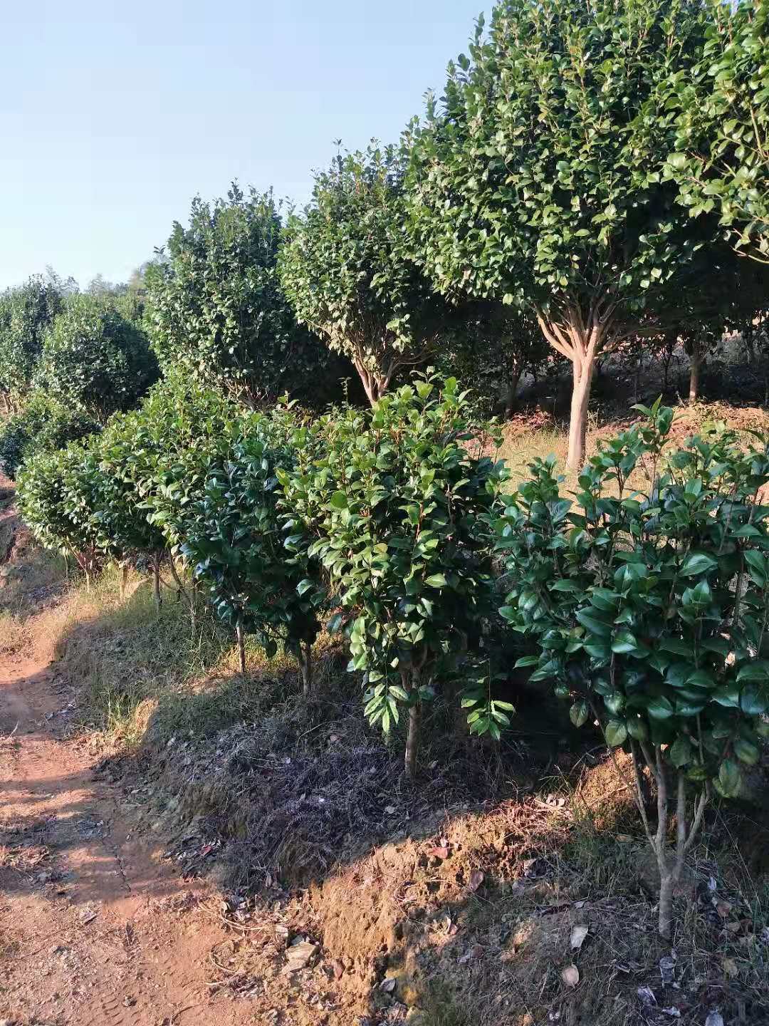 桂林市精品优质茶花厂家