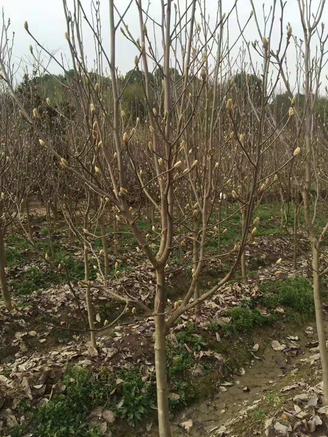 江西九江紫玉兰-批发种植基地价格哪里有卖多少钱
