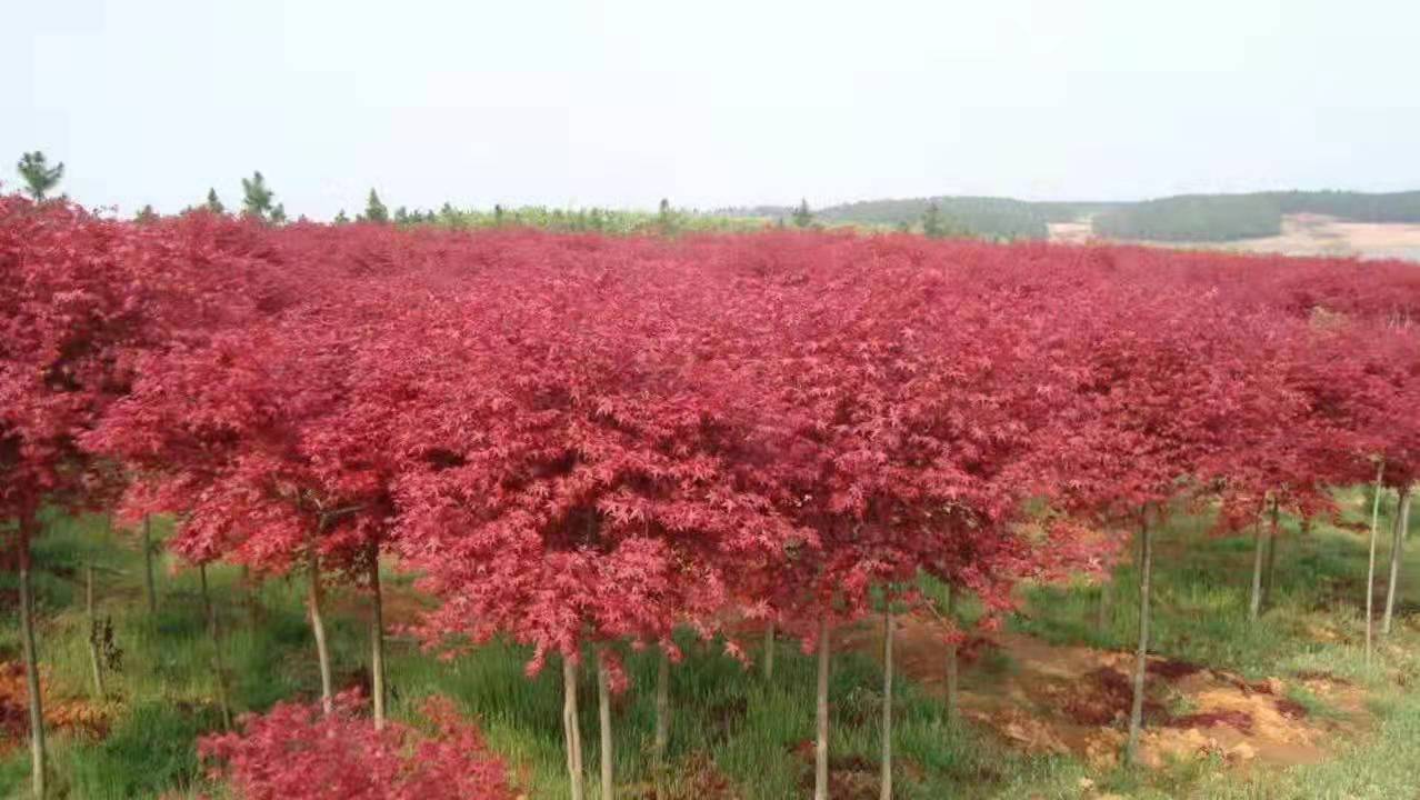 江西九江红枫种植培育基地批发价格
