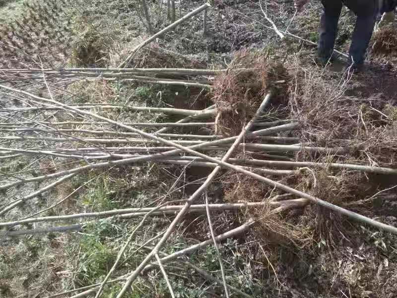 湖南马褂木苗一手种植基地，马褂木小苗批发报价，马褂木苗批发商