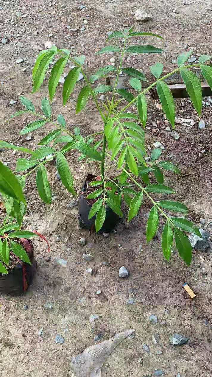 福建漳州太平洋橄榄苗种植基地批发价格