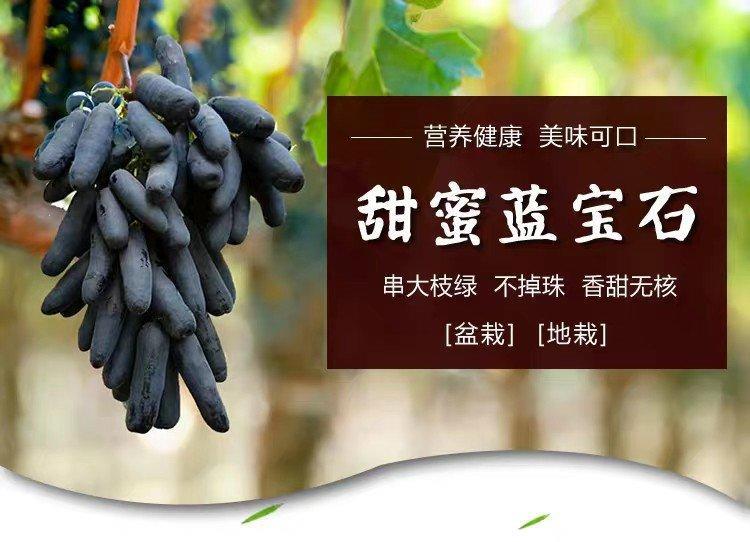 平邑县甜蜜蓝宝石苗种植基地在哪里/批发价格图片