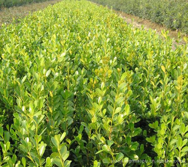 小叶黄杨 绿化工程承接 常年供应小叶黄杨 绿化苗木