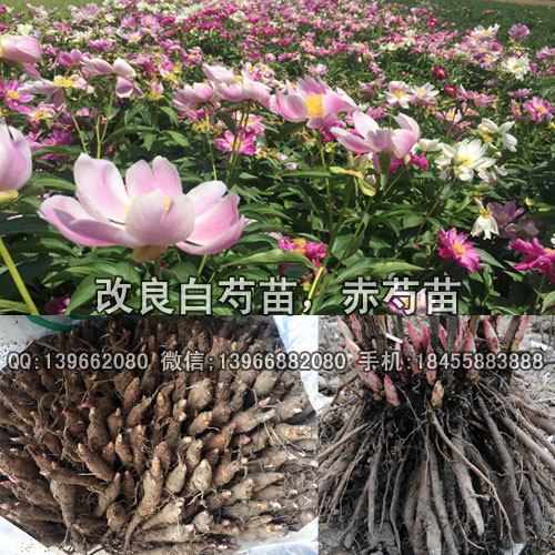 赤芍种苗,优良品种赤芍苗批发,白花赤芍种苗价格,芍药苗,白花赤芍苗,改良白芍苗,赤芍小苗,赤芍芽子图片