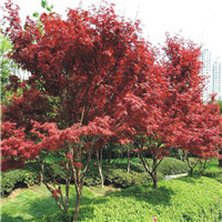 浙江宁波哪里有红枫种植基地大量批发供应多少钱 红枫价格图片