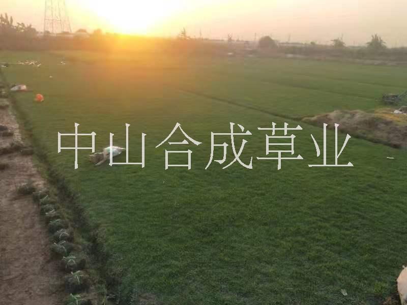 广东优质四季青草皮种植基地直销价格