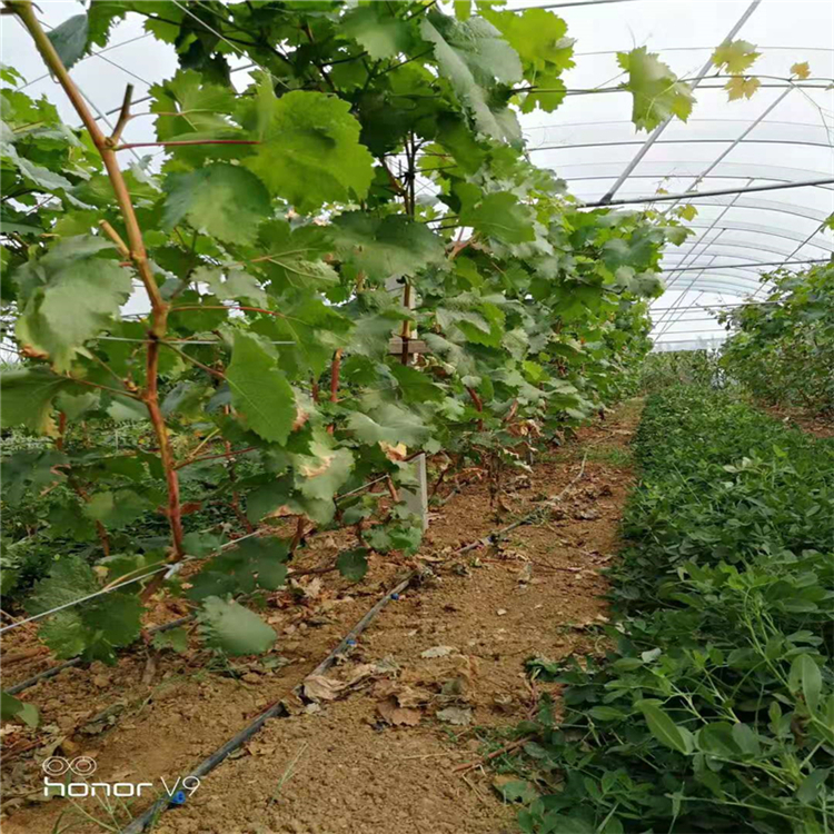 河南省兰考县农业灌溉设备 葡萄滴灌 葡萄水肥一体化灌溉管