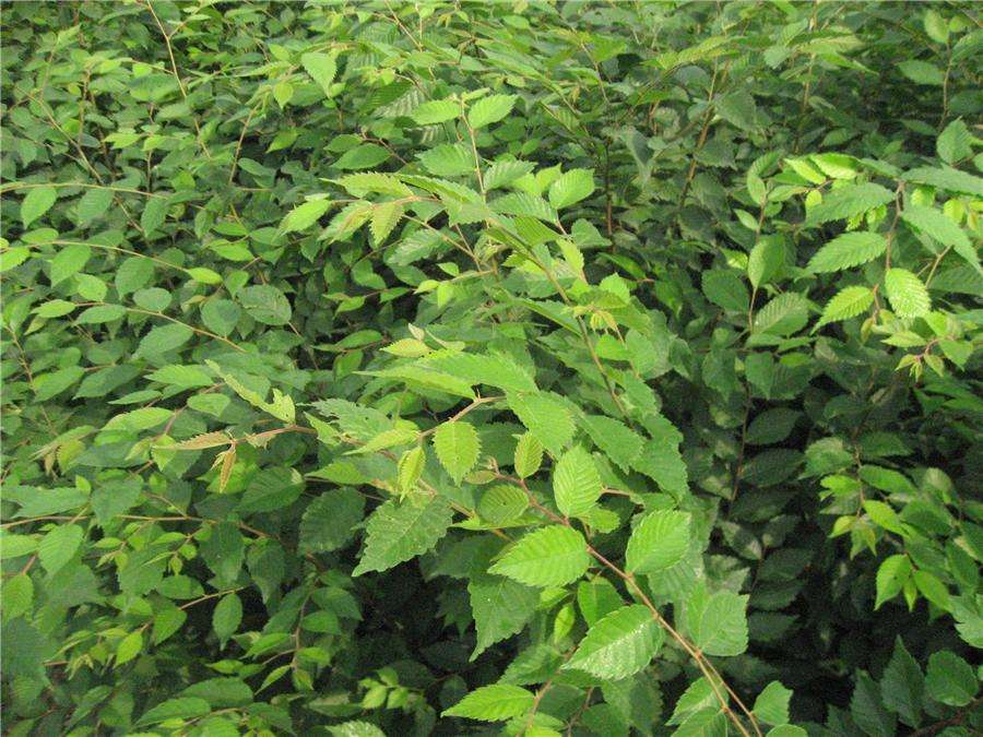 九江市大量出售榉树苗基地-报价-批发-专业种植-种子
