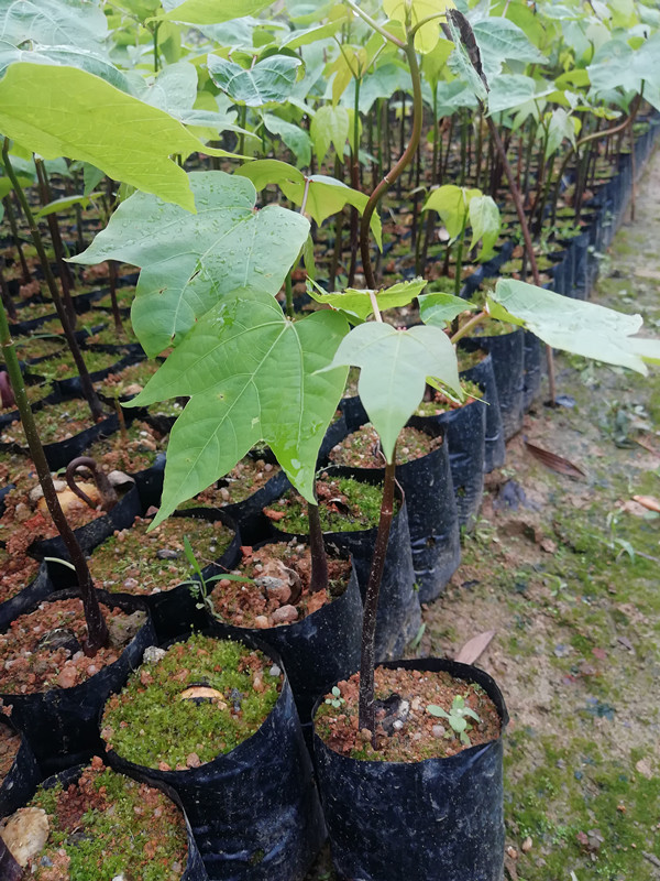广州50公分千年桐树苗种植基地批发价格多少钱一棵
