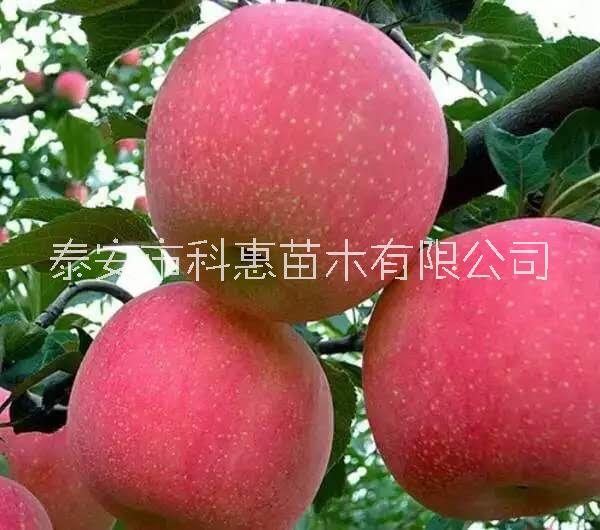 苹果树苗哪个品种最好-供应-批发价格-种植基地-热卖【泰安市科惠苗木有限公司】 泰安苹果树苗