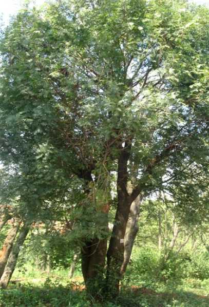 黄连木树安徽苗木种植基地稳定长期供应黄连木树报价多少