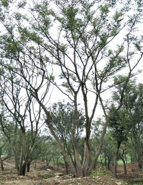 滁州市丛生朴树30-100公分厂家安徽滁州丛生朴树30-100公分基地，批发，价格，哪里有卖？多少钱一棵？