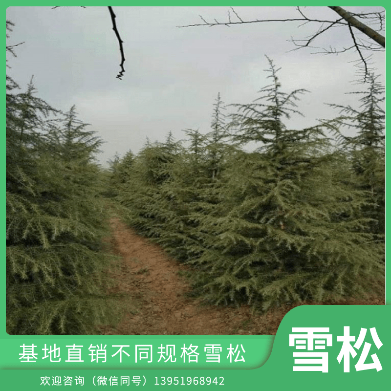 上海雪松种植基地、批发电话、供应价格【滁州市南谯区慧锋苗圃场】